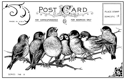 Birds Postcard