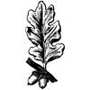 Acorns & leaf