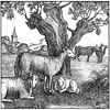 Chèvre dans un tableau rural