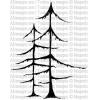 Larches - Evergreen Trees